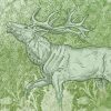 Foresta
