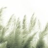 Pampas-VE064-1