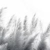 Pampas-VE064-2