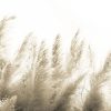 Pampas-VE064-3