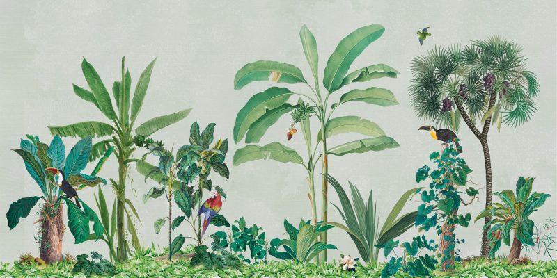 Lucuma