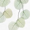 Skeleton leaf