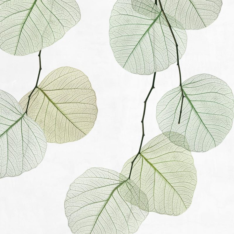 Skeleton leaf