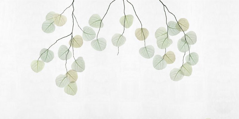 Skeleton leaf
