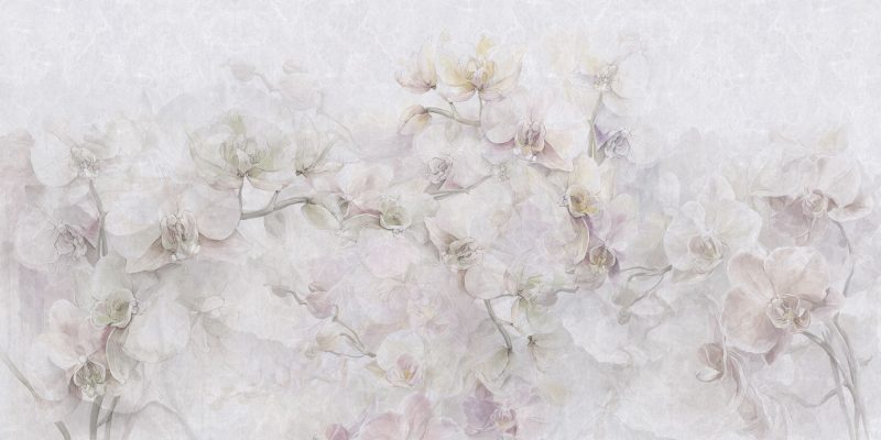 Cattleya