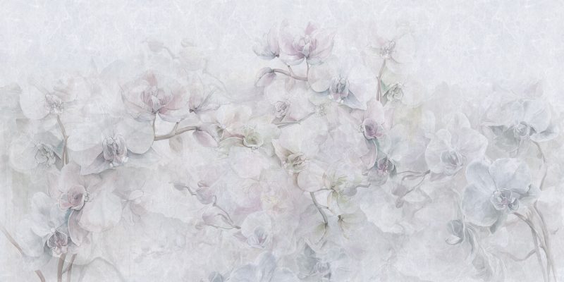 Cattleya