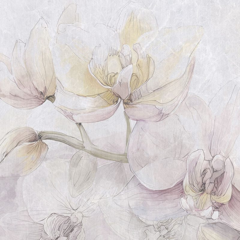 Cattleya